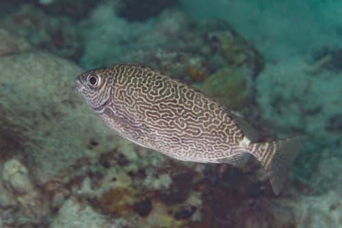 Scribbled Rabbitfish