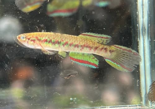 Scriptaphyosemion geryi