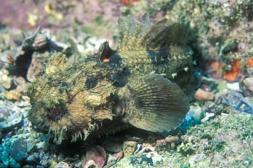 Sculptured Frogfish