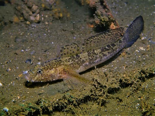 Sculptured Goby