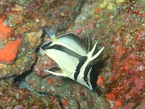 Scythe Butterflyfish