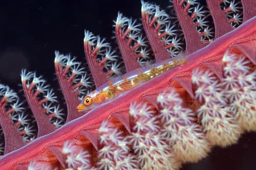 Sea Pen Goby
