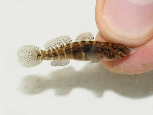 Seaboard Goby