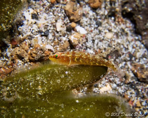 Seagrass Ghostgoby