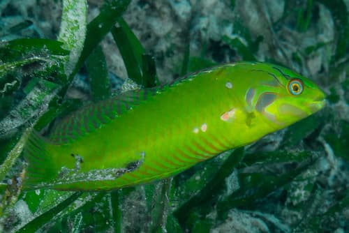 Seagrass Wrasse