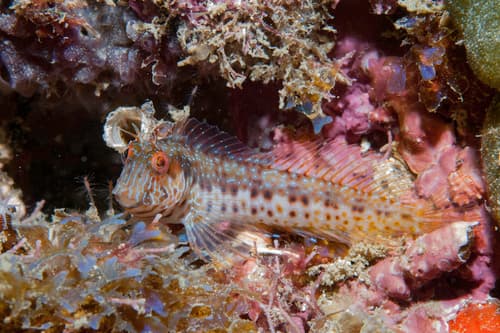 Seaweed Blenny
