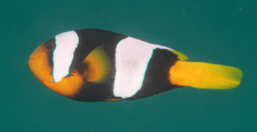 Sebae Anemonefish