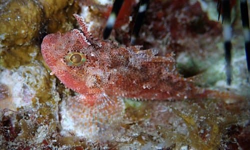 Milky Scorpionfish