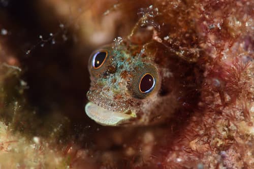Secretary Blenny