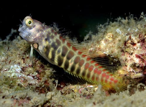 Segmented Blenny