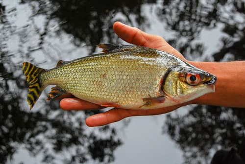 Flagtail Prochilodus