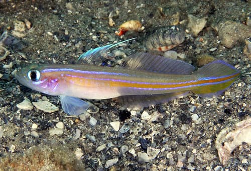 Seminole Goby