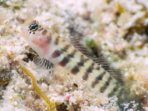 Semiscaled Goby