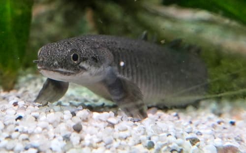 Senegal Bichir