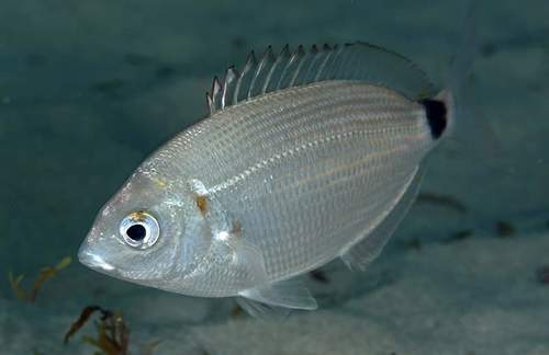 Senegal seabream
