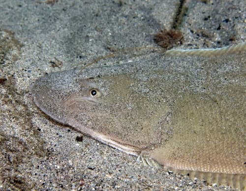 Senegalese Tonguesole