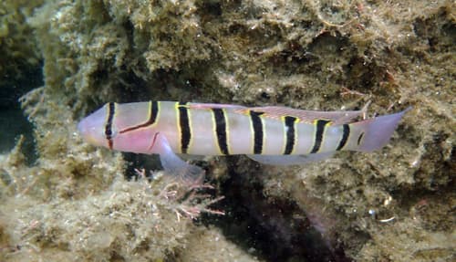 Serpentine Goby