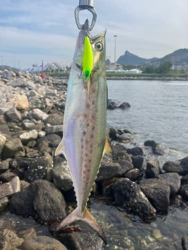 Serra Spanish Mackerel