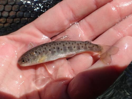 Sevan Trout