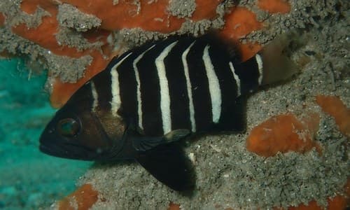 Sevenbar Grouper