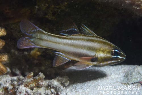 Sevenstripe Cardinalfish