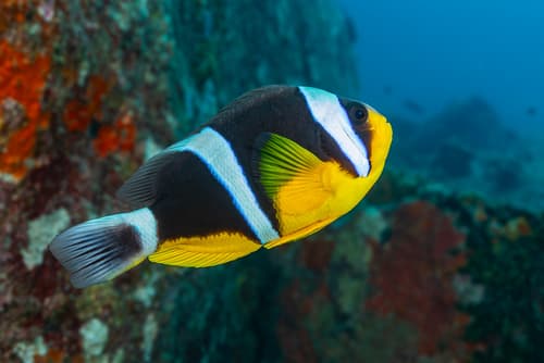 Seychelles Anemonefish