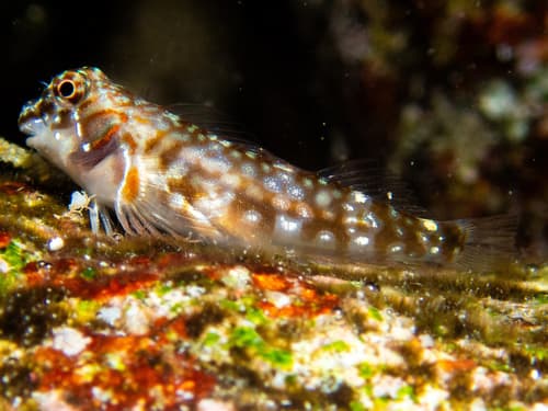 Seychelles Blenny
