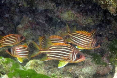 Seychelles Squirrelfish