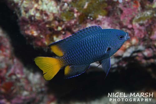 Shade Damselfish