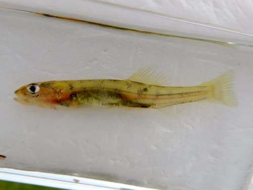 Shannon Paragalaxias