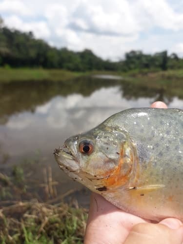 Sharp-snouted Piranha