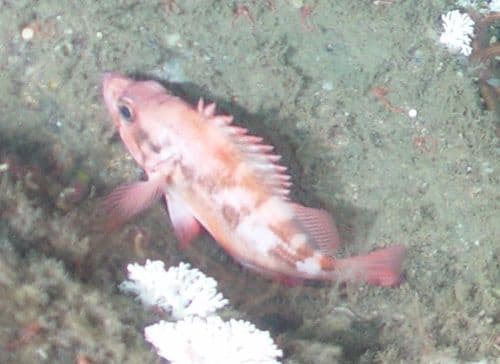 Sharpchin Rockfish
