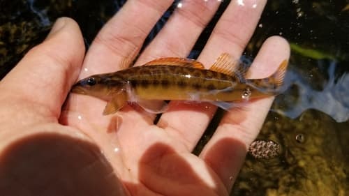Sharpnose Darter