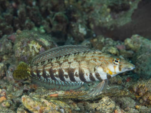 Sharpnose Sandperch