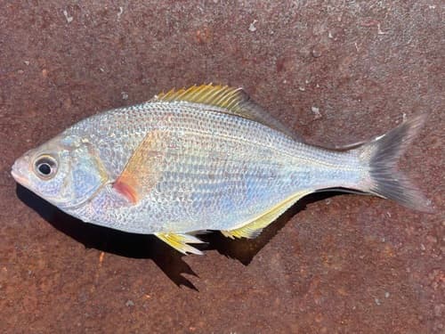 Sharpnose Surfperch