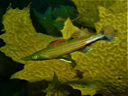 Sharpnose Weed Whiting