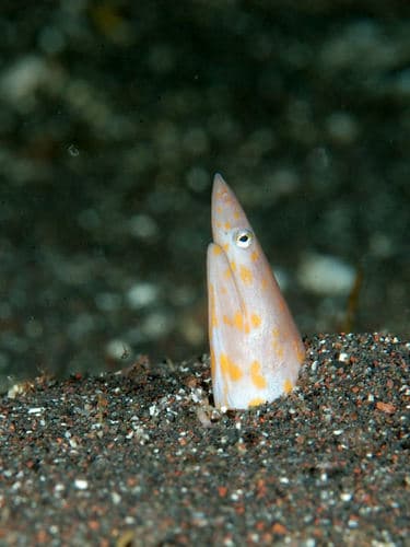 Sharpsnout Snake Eel