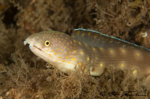 Sharptail Eel