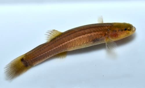 Shawnee Hills Cavefish
