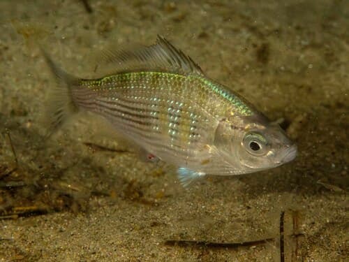 Shiner Surfperch