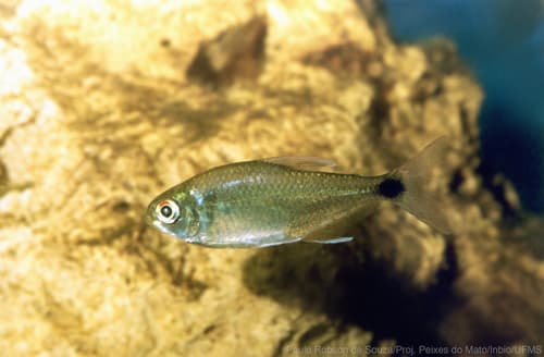 Shinyback Jupiaba