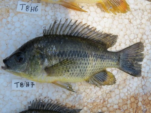 Shiranus Tilapia