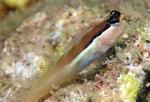 Shirley's Coralblenny