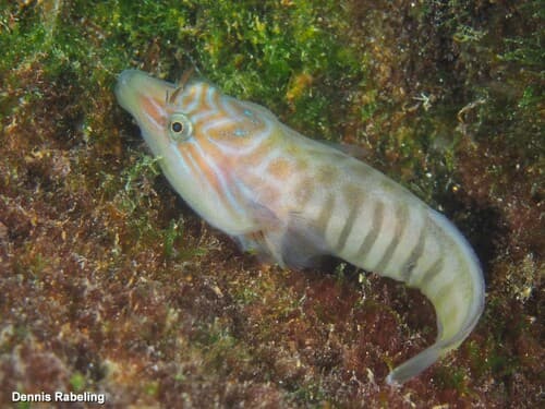 Shore Clingfish