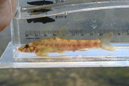 Short-barbel gudgeon