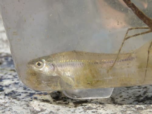 Short Barbel Gudgeon