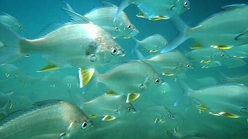 Short-beaked Mojarra