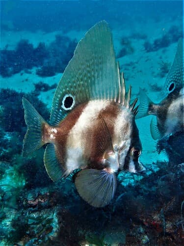 Short Boarfish