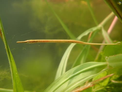 Short-tailed Pipefish