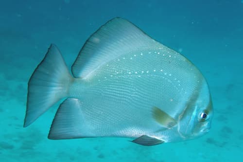 Shortfin Batfish